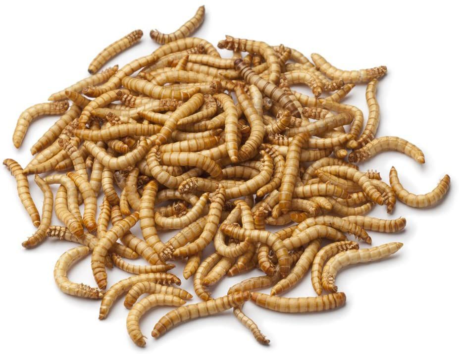 Dried Mealworms