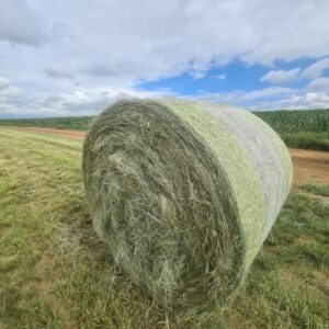 Eragrostis Bale – 1.20m Round